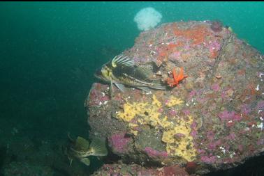 copper rockfish