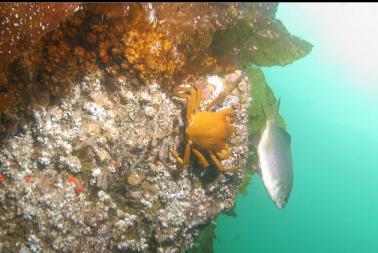 kelp crab and perch