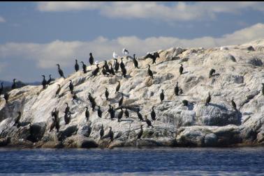 cormorants on nearby islet