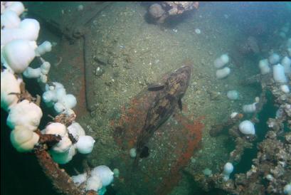 lingcod on bow