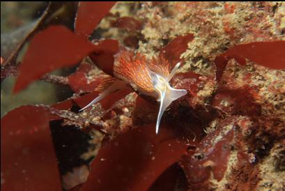 nudibranch on red seaweed