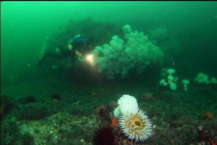a reef 75 feet deep