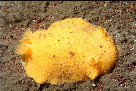 nudibranch