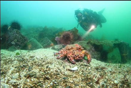 Puget Sound king crab