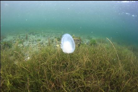 jellyfish over eelgrass