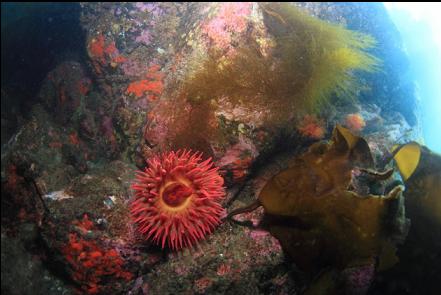 fish-eating anemone