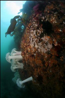 tiny white anemones and plumose anemones in canyon