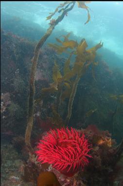 FISH-EATING ANEMONE