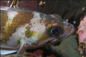 COPPER ROCKFISH