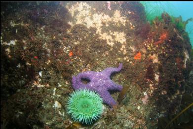 green anemone and seastar