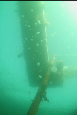 moon jellies under dock