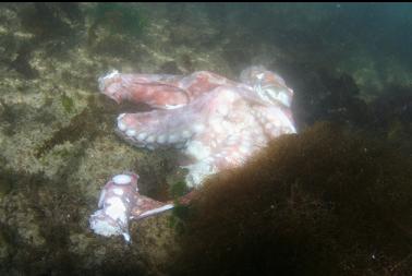 dead octopus