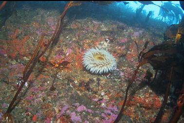 fish-eating anemone on shallow wall