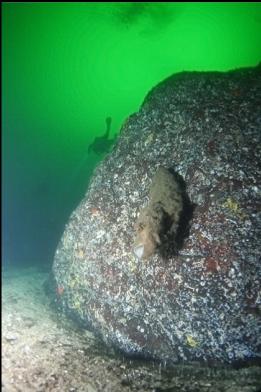 boot sponge