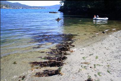 wreckage on beach at low tide