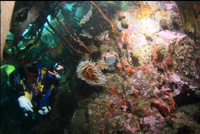 fish-eating anemone