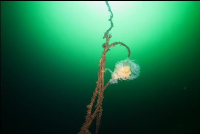 lion's mane caught on cable