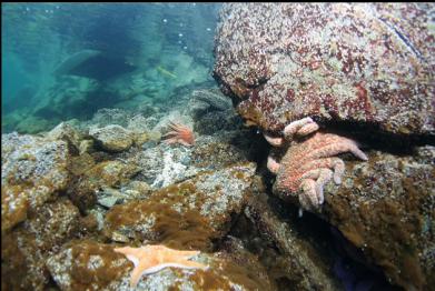 seastars with boat in background