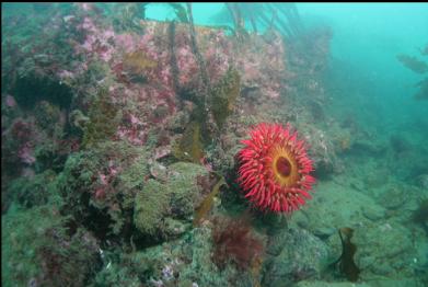 fish-eating anemone on iron wall