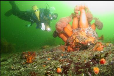 plumose anemones