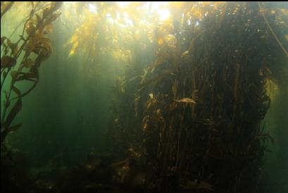 under the kelp