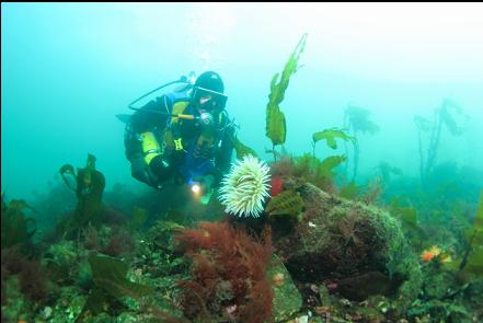 fish-eating anemone on the boulders near shore