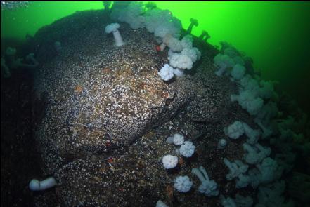 plumose and small white anemones