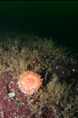 SWIMMING ANEMONE