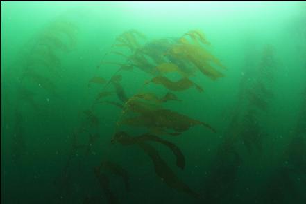 kelp