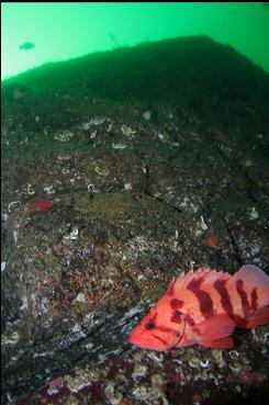 TIGER ROCKFISH