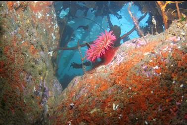 fish-eating anemone