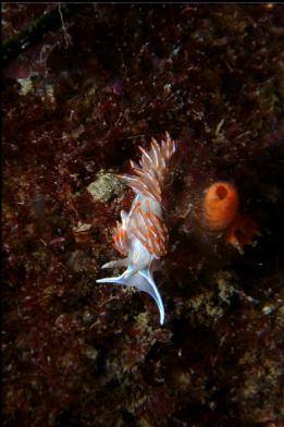 opalescent nudibranch