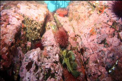 copper rockfish