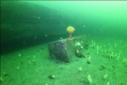 seapens and block 