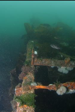 ROCKFISH ON REMAINS OF CONVEYOR