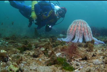 sunflower star near surface