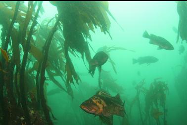 copper rockfish