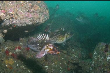 copper rockfish