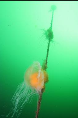 jellyfish on mooring line