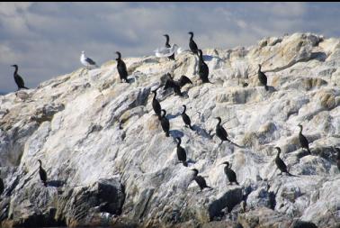 cormorants