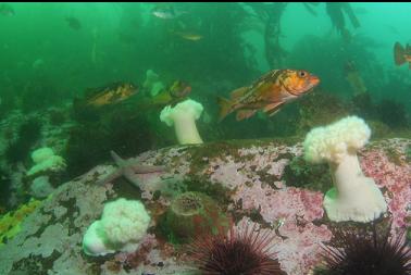 copper rockfish