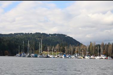 Pedder Bay marina