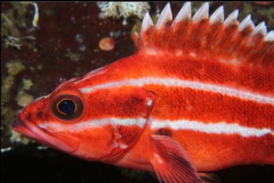 yelloweye rockfish