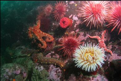 fish-eating anemone and octopus