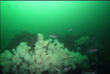 black rockfish and plumose anemones 80' deep