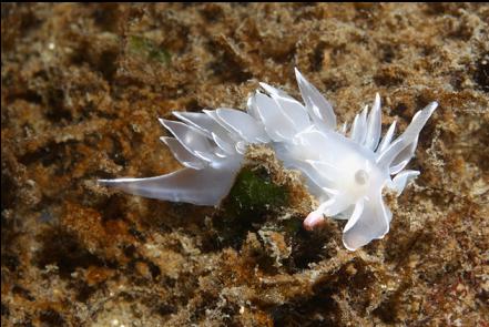 nudibranch in the shallows