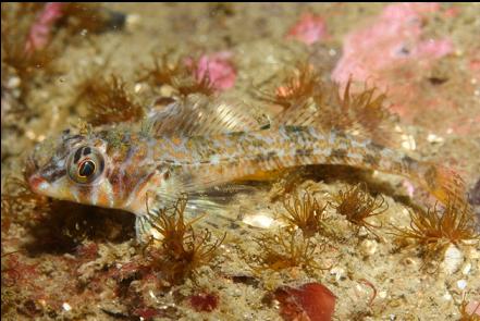 longfin sculpin