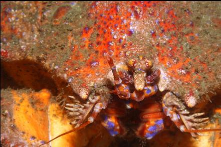 Puget Sound king crab