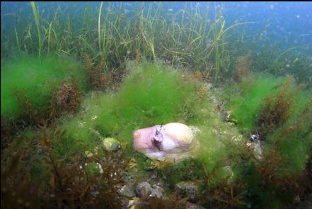 moonsnail