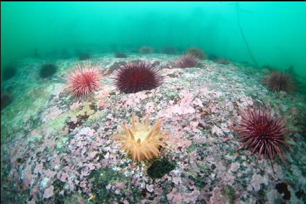crimson anemone and urchins